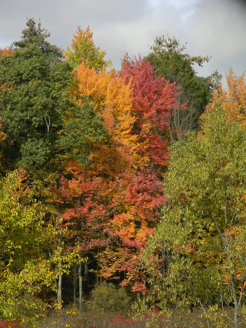 a forest filled with lots of colorful trees