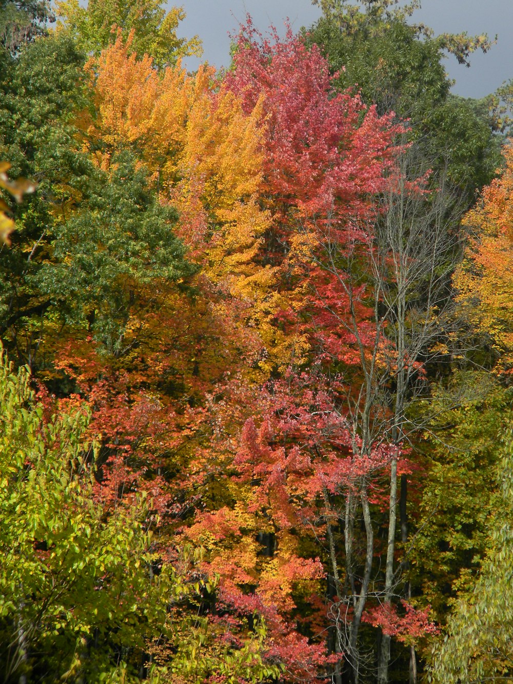 a forest filled with lots of colorful trees