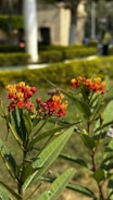 Close-up of colorful native flowers buzzing with pollinators in an urban garden.