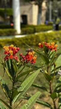 Close-up of colorful native flowers buzzing with pollinators in an urban garden.