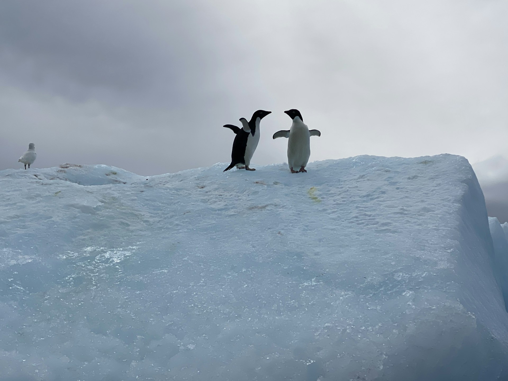 two penguins standing on top of an iceberg