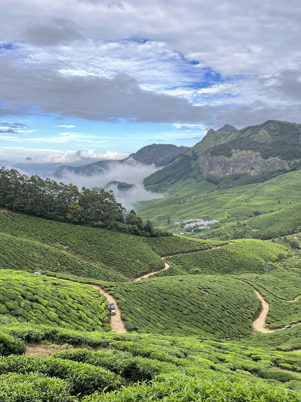 a lush green hillside covered in lots of trees