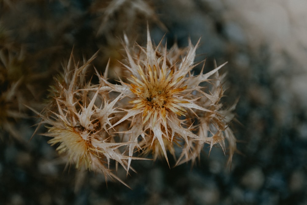 a close up of a flower on a plant