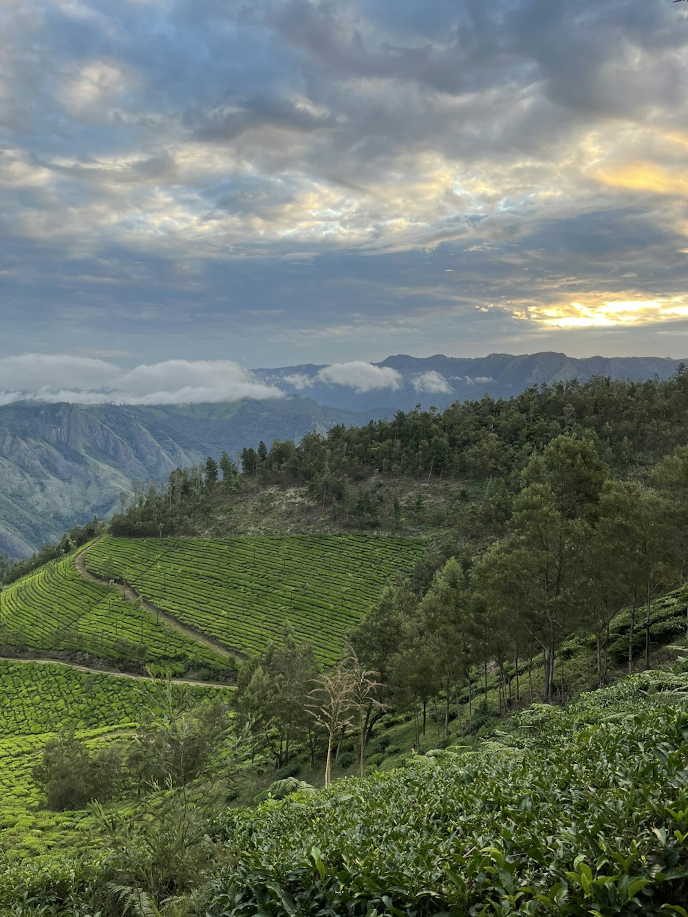 a scenic view of a tea plantation in the mountains