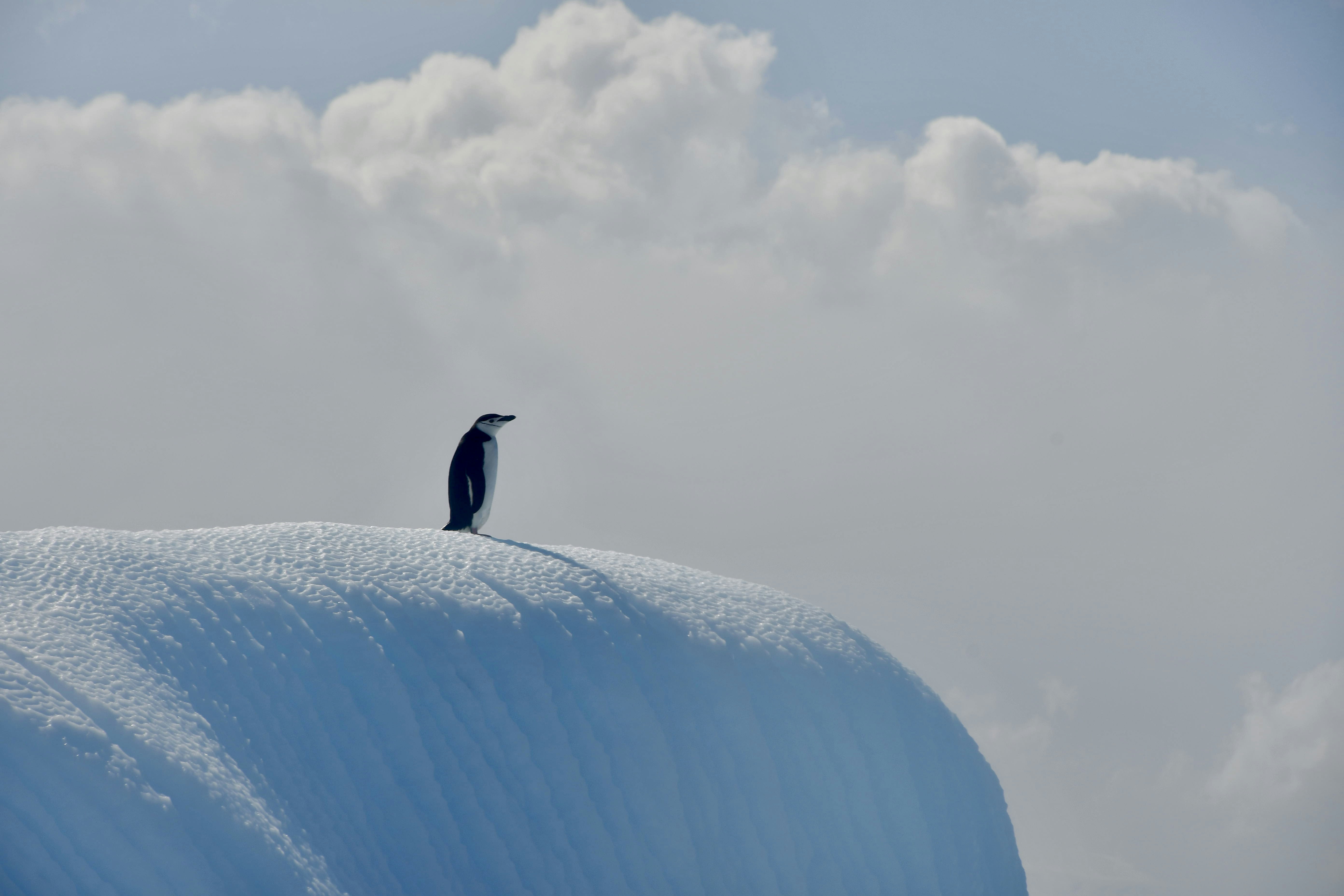 Antarctica Budget Travel Guides