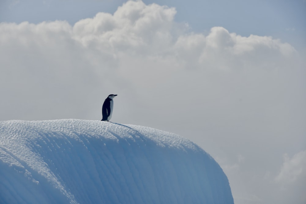 a bird sitting on top of a snow covered hill