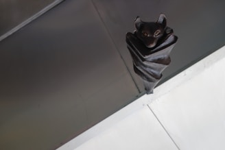 A whimsical magnet showing a pet bat with fangs hanging upside down on a fridge.