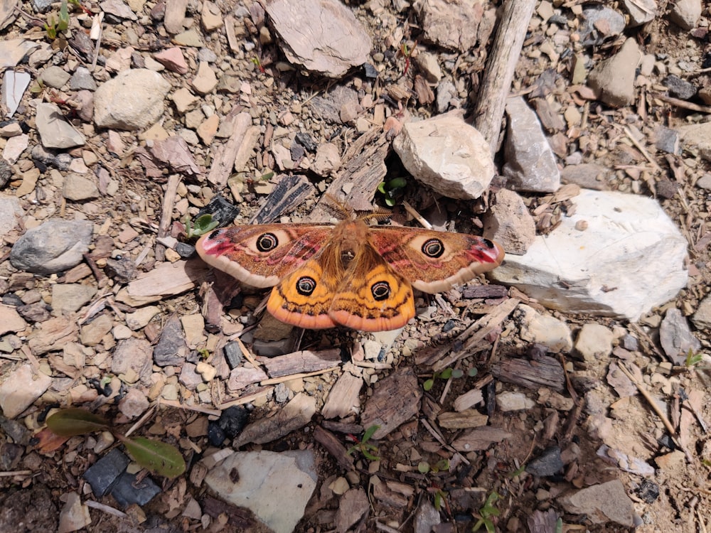 a moth is sitting on the ground among rocks