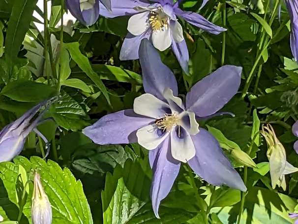 A close-up of a beautiful flower native to Colombia's diverse ecosystems.
