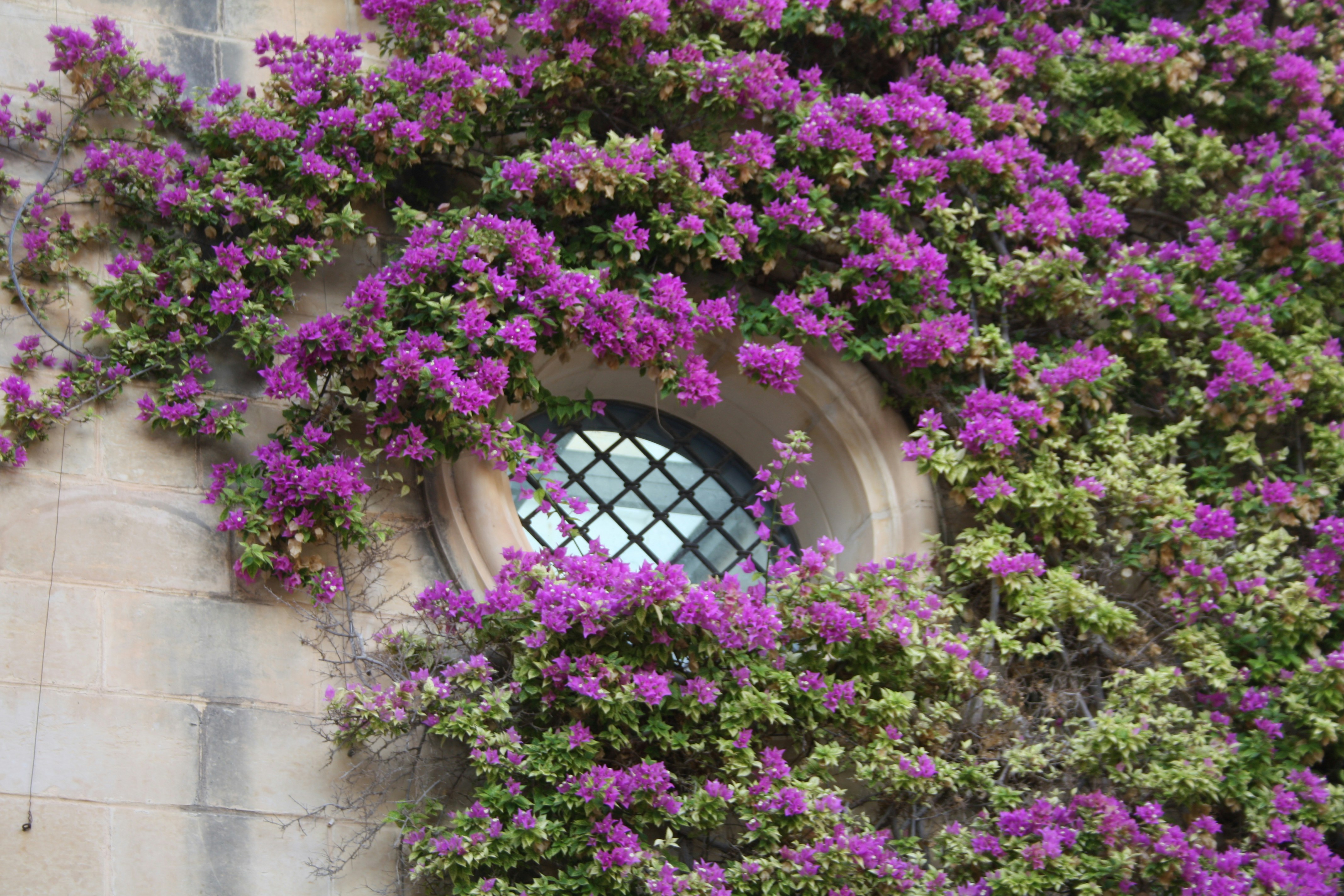 purple flowers growing on the side of a building