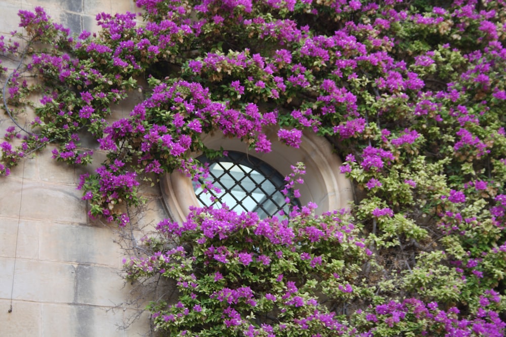 purple flowers growing on the side of a building