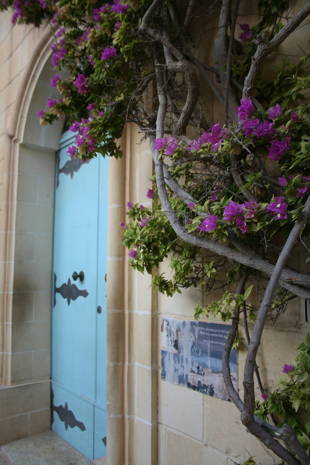 a blue door with purple flowers growing on it