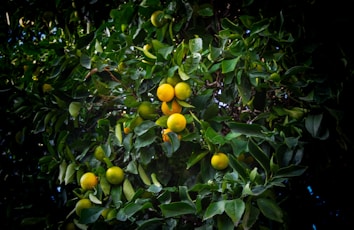 A collection of citrus fruits, primarily oranges, hang from the branches of a lush green tree. The fruits vary in color from bright yellow to a deeper orange, indicating different stages of ripeness. The tree's dense foliage is composed of glossy, dark green leaves.