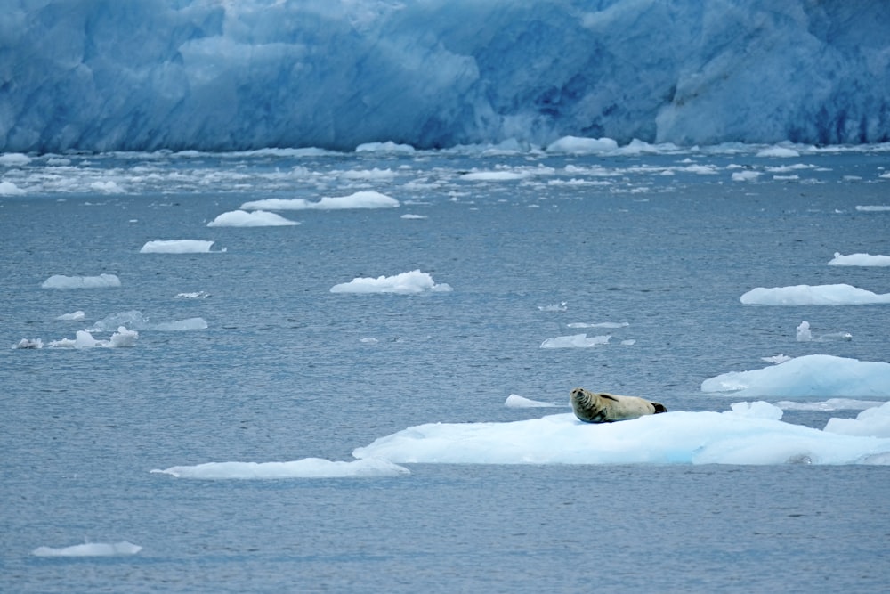 a polar bear swimming in the water near icebergs