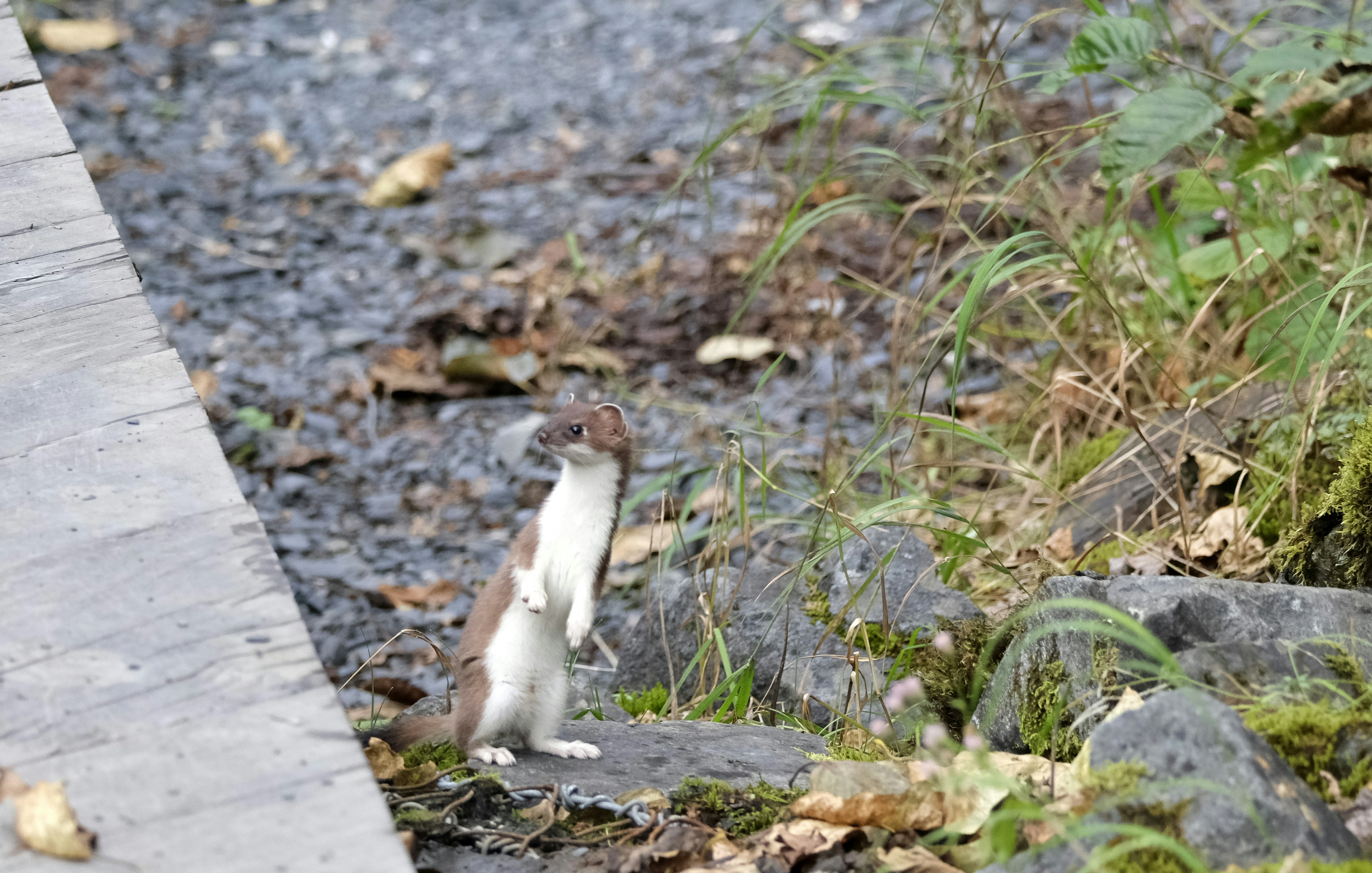 a small animal standing on top of a rock