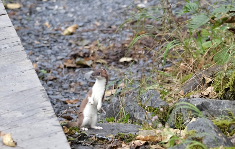 a small animal standing on top of a rock