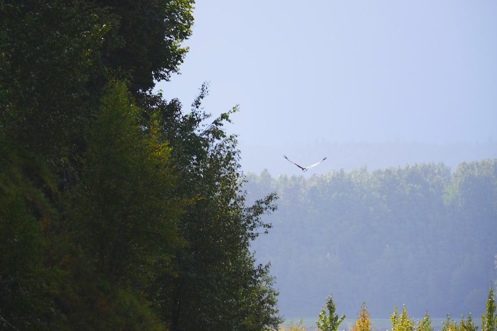 a bird flying over a lush green forest