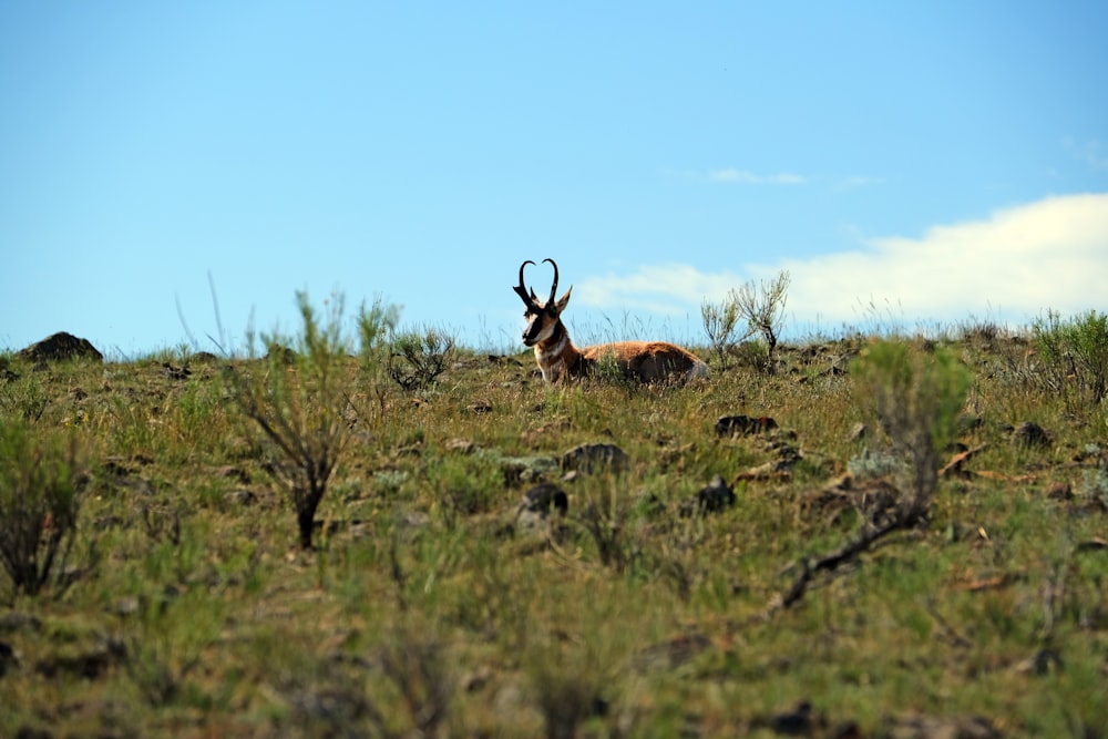 an antelope sitting in a grassy field on a sunny day