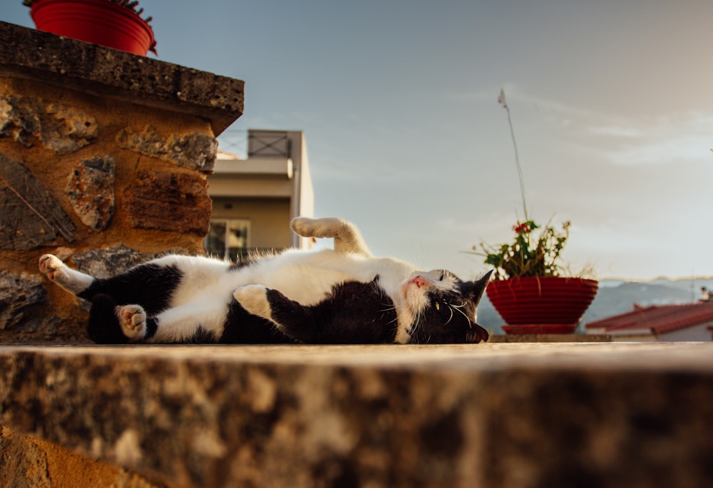 a black and white cat laying on the ground