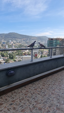 A balcony shielded by a sturdy pigeon net with a clear blue sky backdrop.