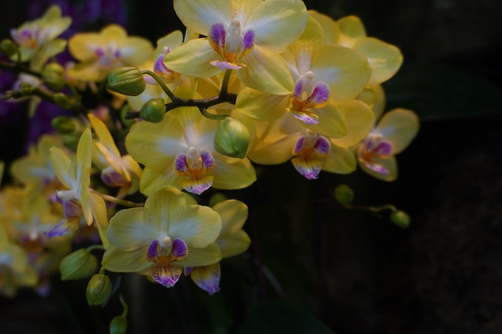 a bunch of yellow and purple flowers in a vase