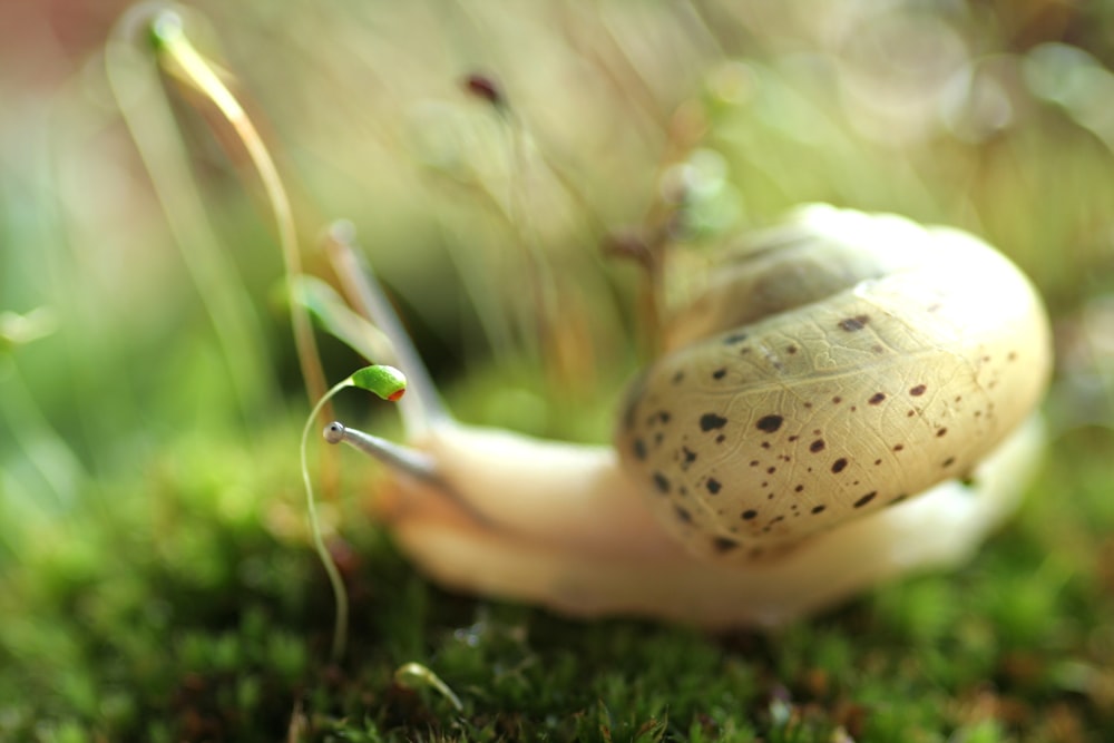 a close up of a snail on a mossy surface