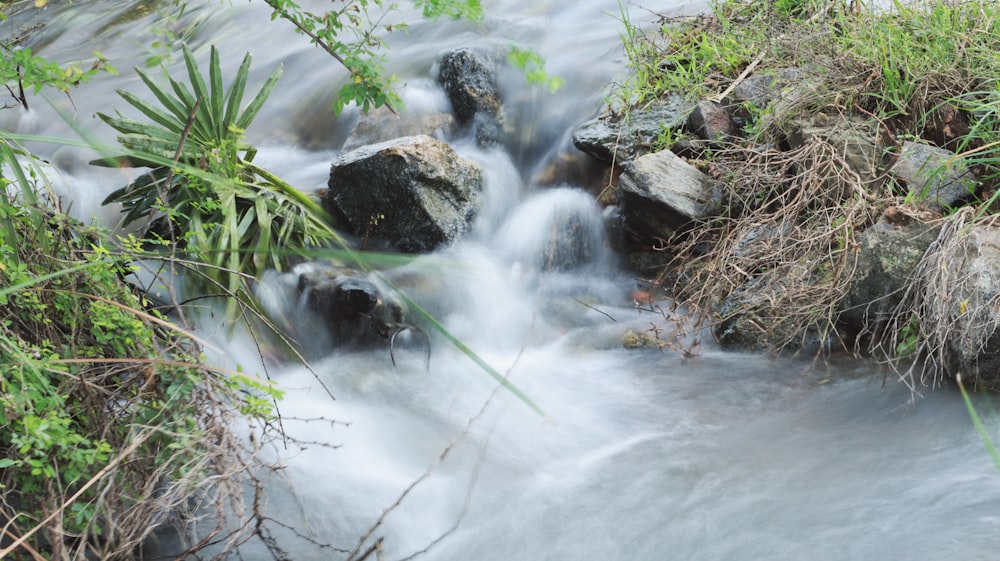 a stream of water running through a lush green forest