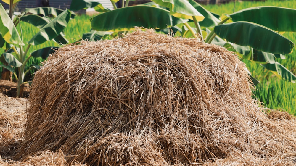 un gros tas de foin assis dans un champ