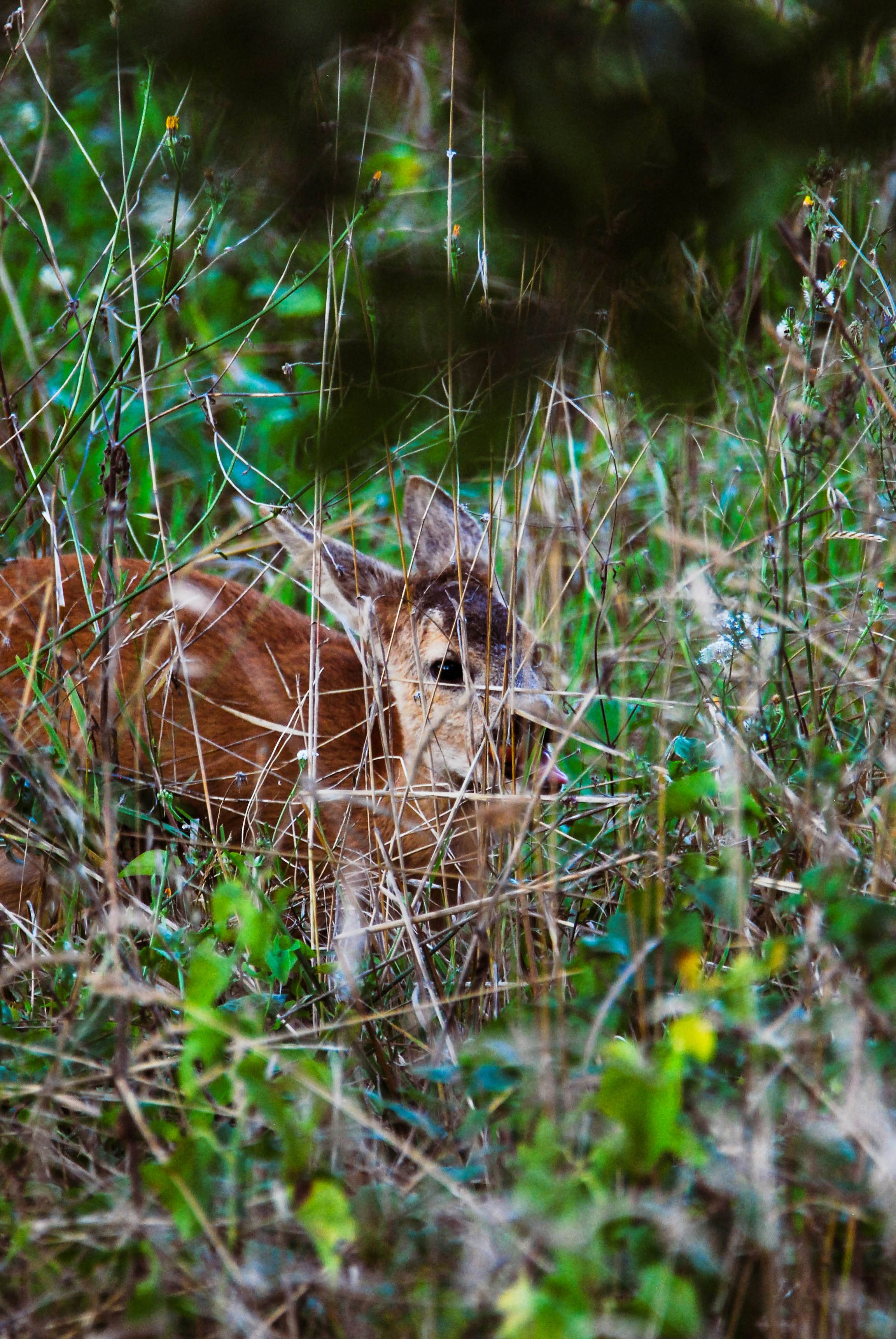 Photo by wild_visonsonig