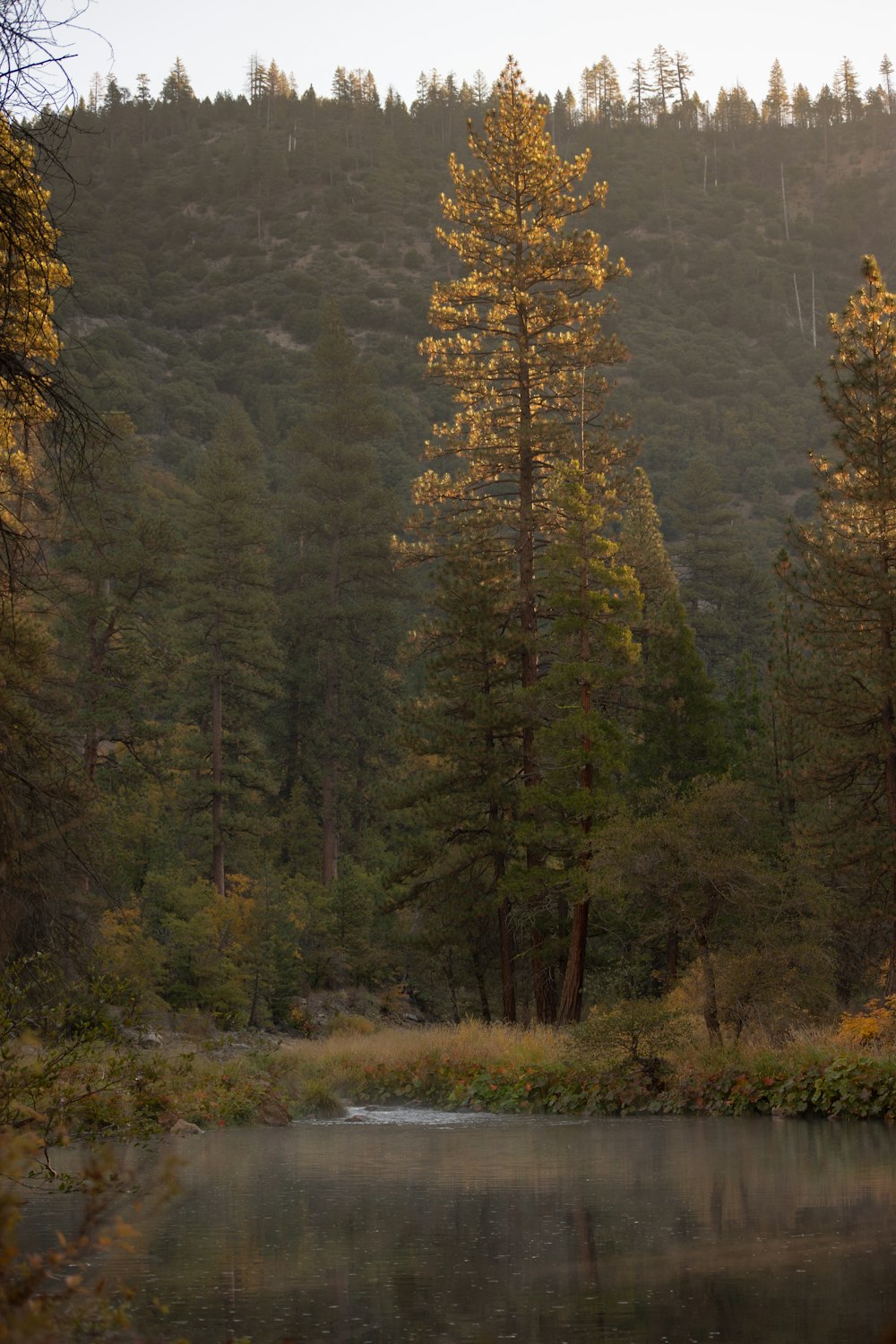 a body of water surrounded by a forest