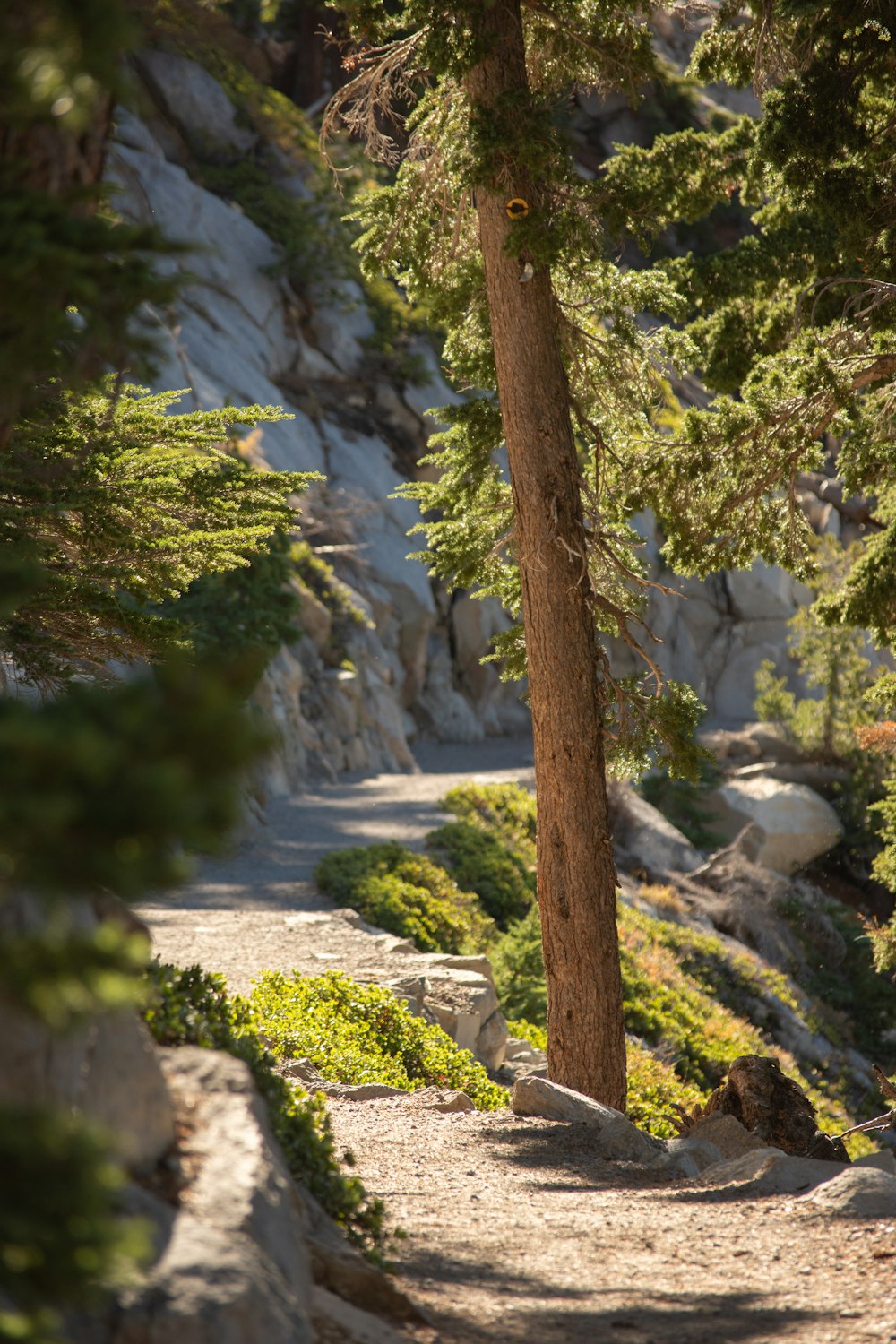 a bear walking down a path in the woods