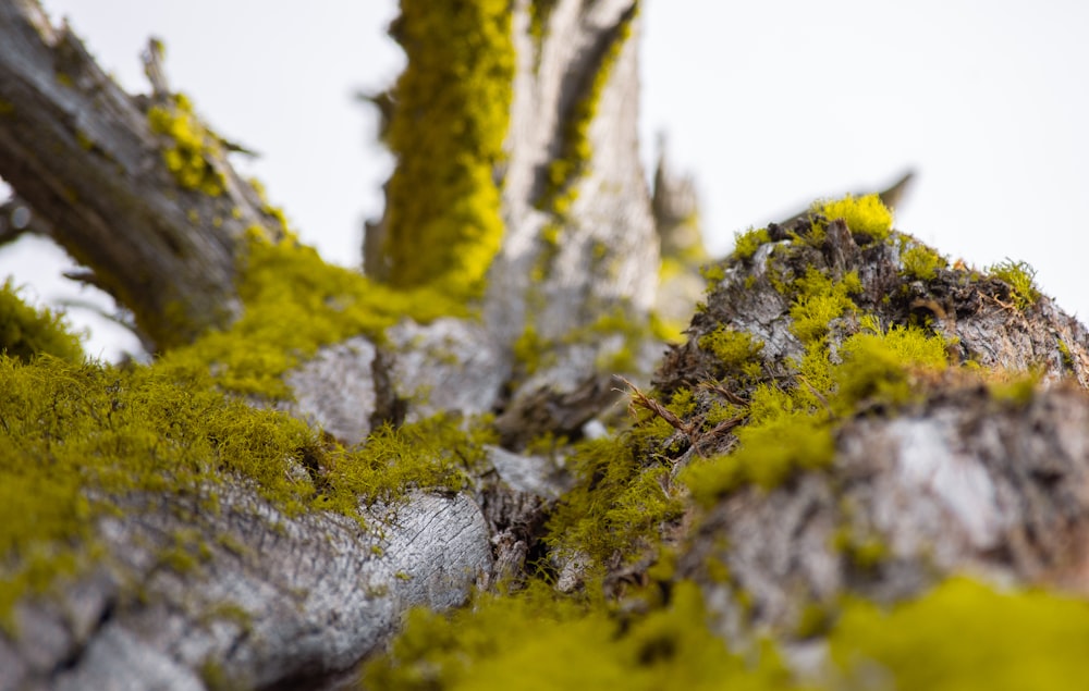 moss growing on the bark of a tree