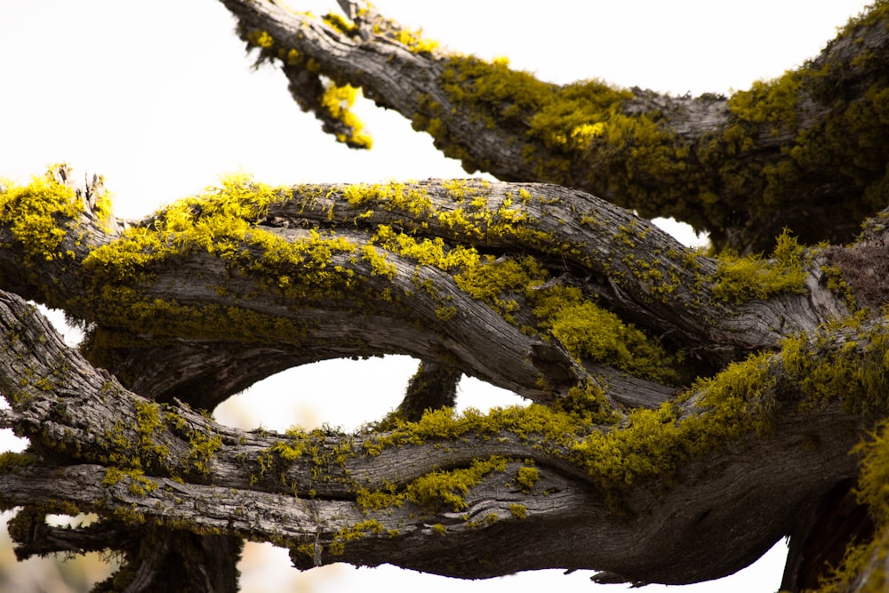 a close up of a tree with moss growing on it