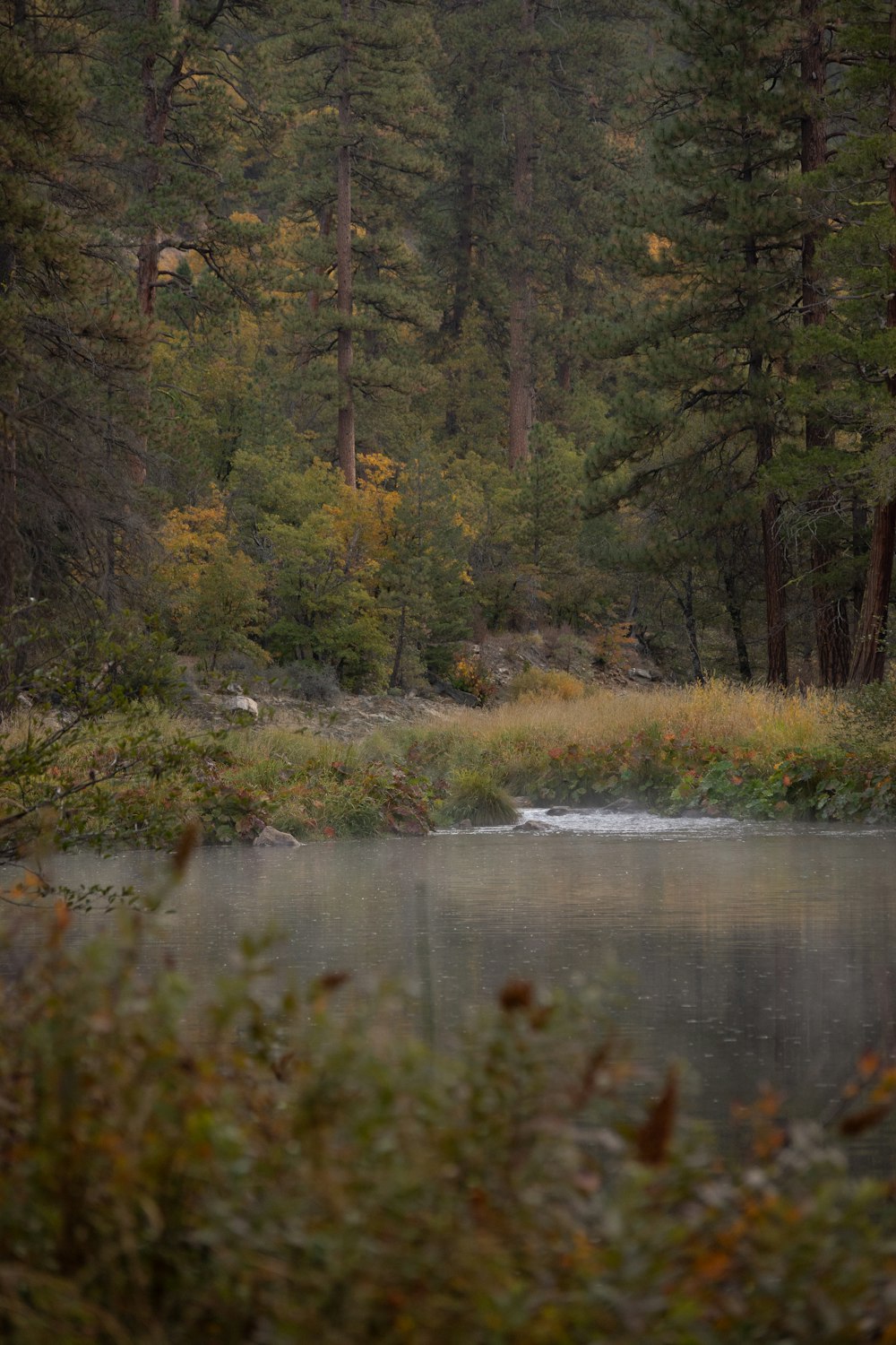 a body of water surrounded by trees and grass