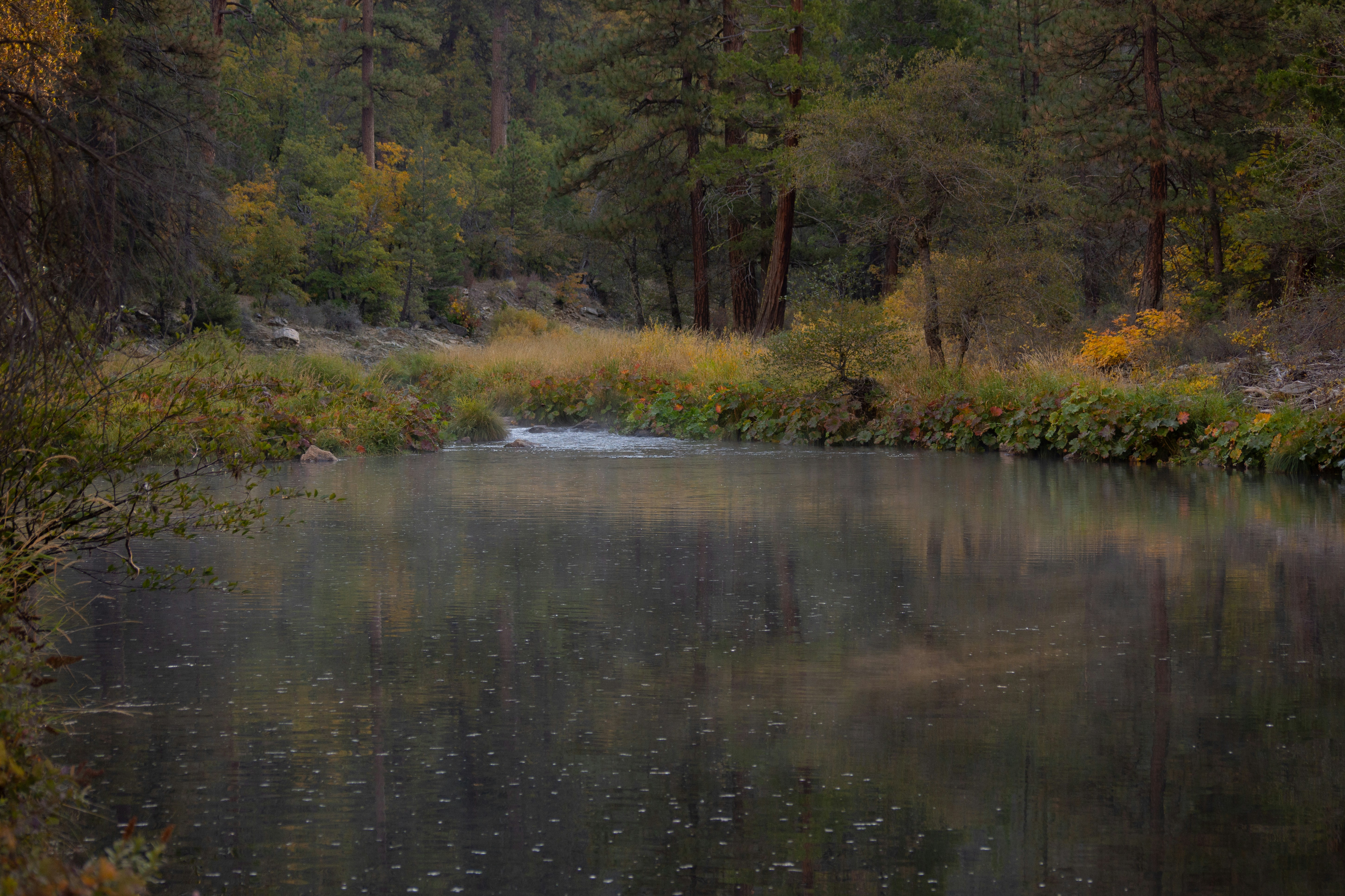 a body of water surrounded by trees and grass