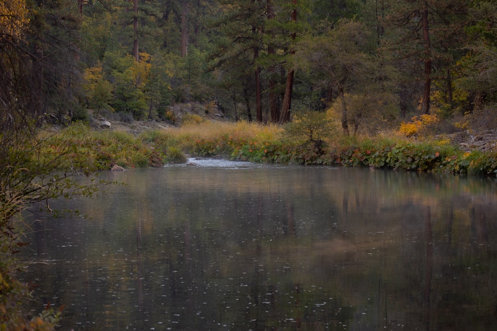 a body of water surrounded by trees and grass