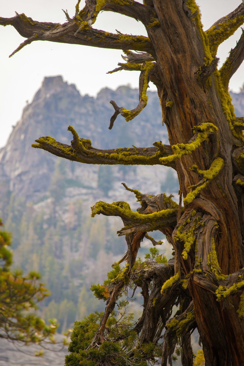 a tree with moss growing on it in front of a mountain