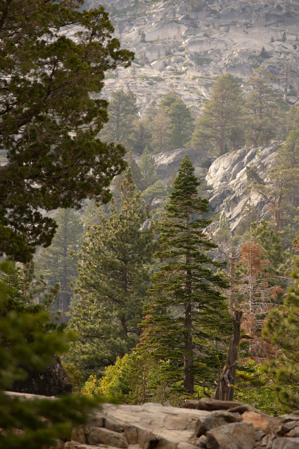 a forest filled with lots of tall trees