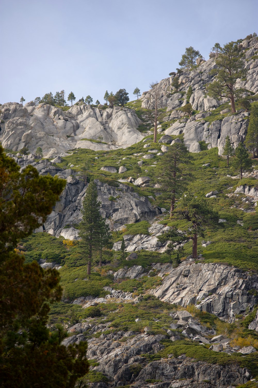 a group of trees sitting on top of a lush green hillside