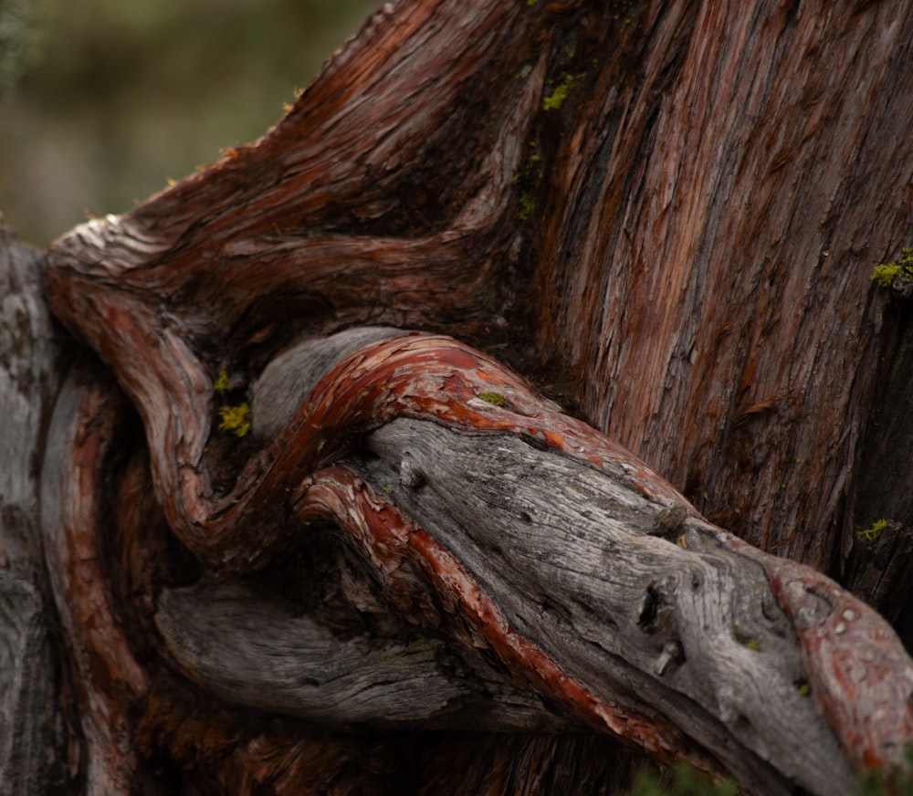 um close up de uma árvore com um nó nela