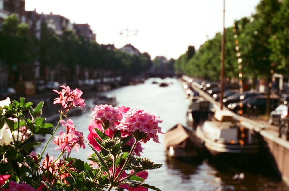 a river filled with lots of pink flowers next to tall buildings