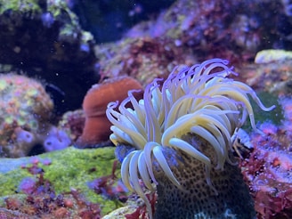 A vibrant underwater scene featuring a sea anemone with long, flowing tentacles. The marine environment is filled with colorful rocks and coral, showcasing various shades of green, red, and blue. Soft lighting enhances the vividness of the sea life.