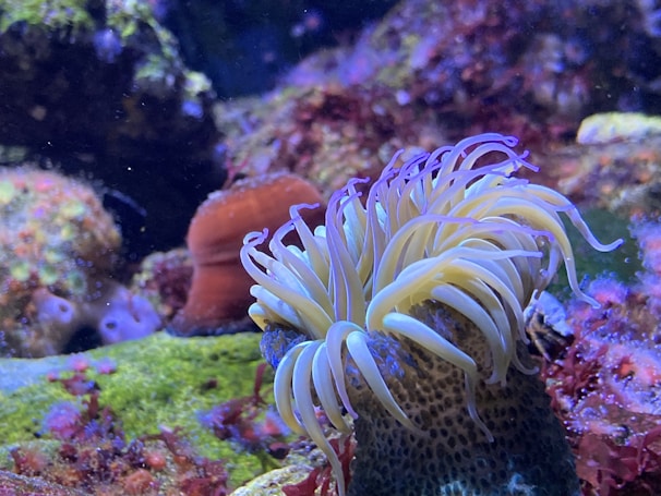 A vibrant underwater scene featuring a sea anemone with long, flowing tentacles. The marine environment is filled with colorful rocks and coral, showcasing various shades of green, red, and blue. Soft lighting enhances the vividness of the sea life.