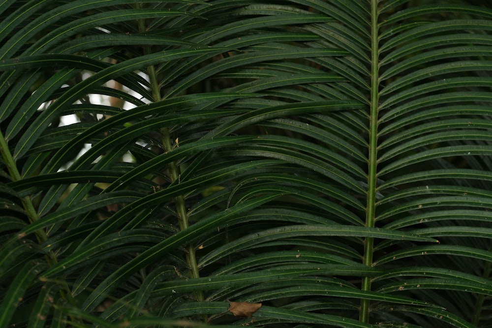 a close up of a green plant with lots of leaves