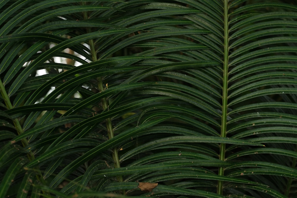 um close up de uma planta verde com muitas folhas