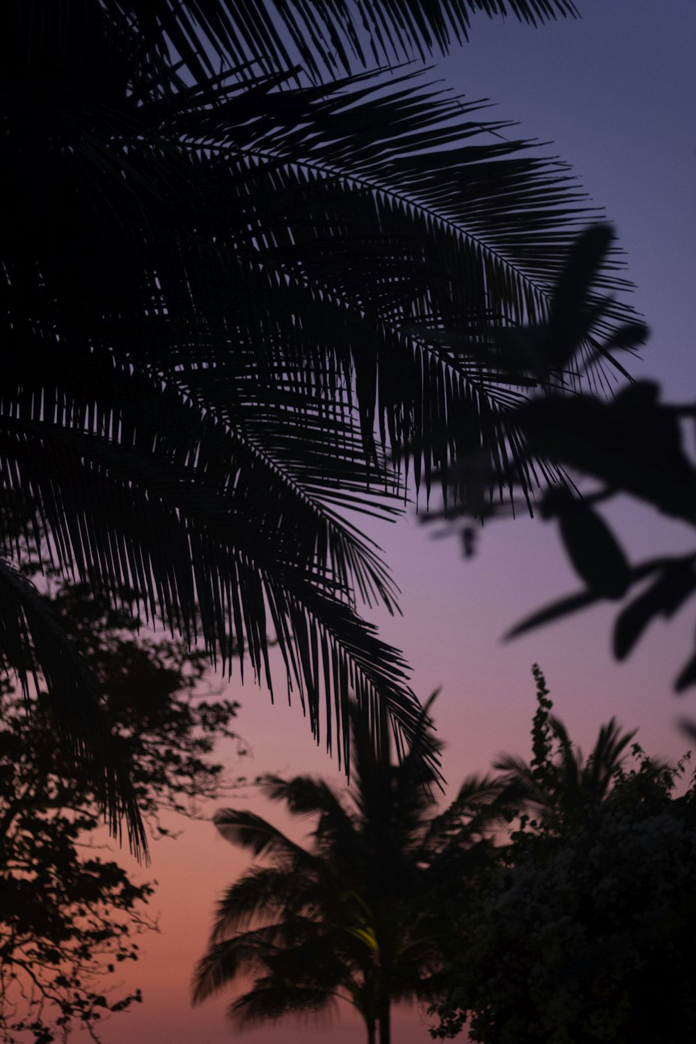Die Silhouette einer Palme hebt sich von einem violetten Himmel ab