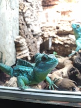 A vibrant reptile habitat showcasing various plants and a basking lizard.