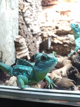 A vibrant green and blue lizard with distinct scales and bright eyes is perched on wooden logs inside an enclosure. The background shows a textured surface resembling a natural habitat, with details of rocks and branches.