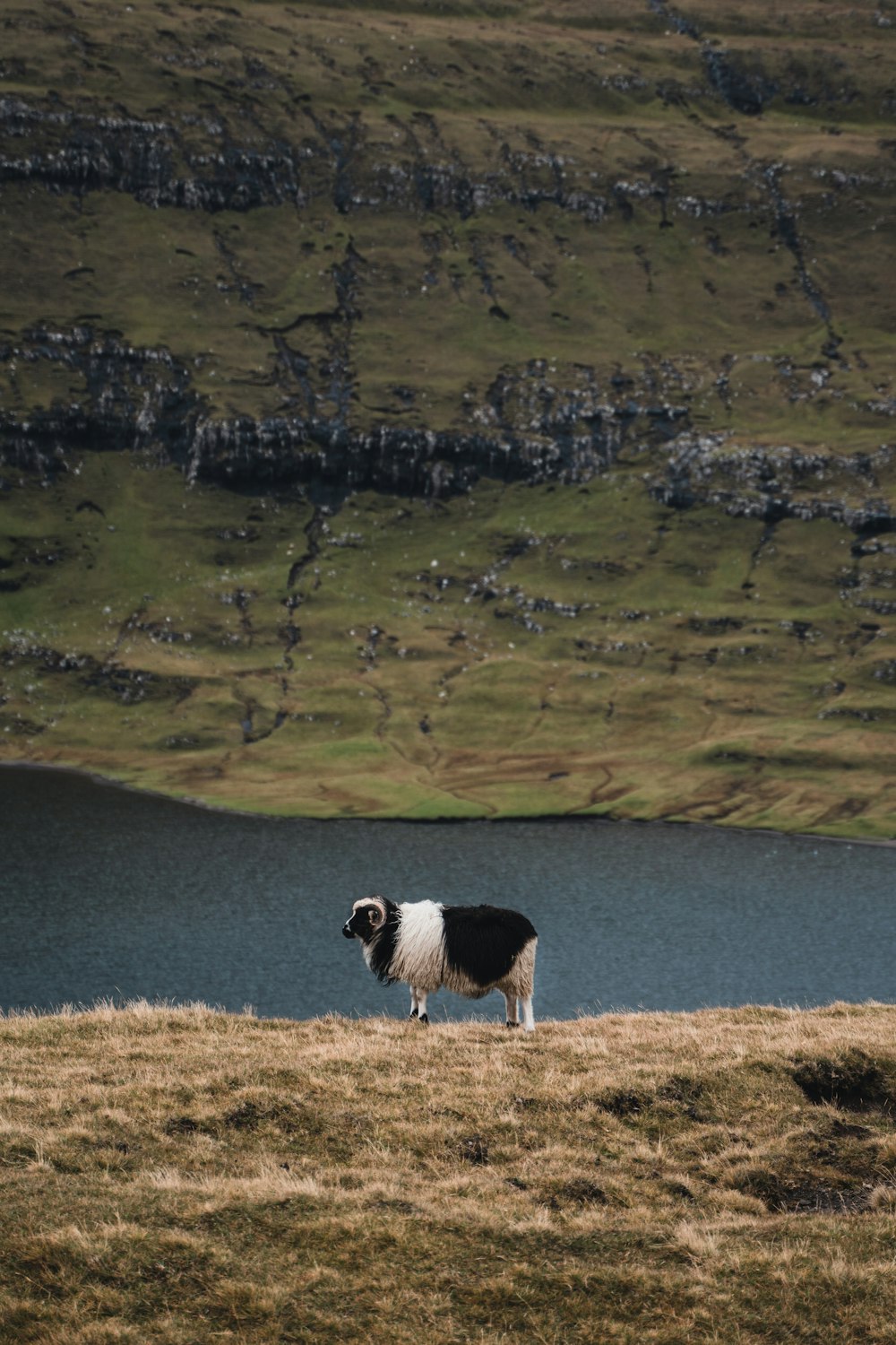 a black and white sheep standing on top of a grass covered hillside