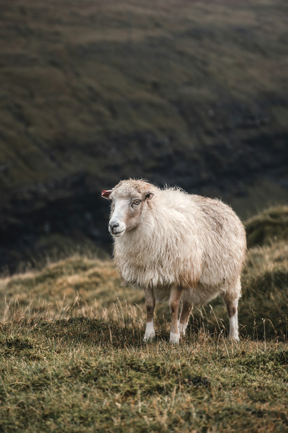 a sheep standing on top of a grass covered hillside